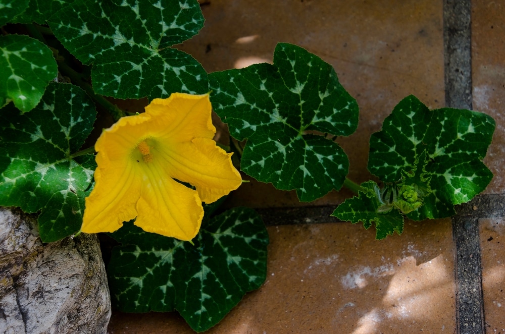 Acorn Squash Leaf Identification