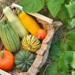 Box of mixed squash on soil with squash leaves