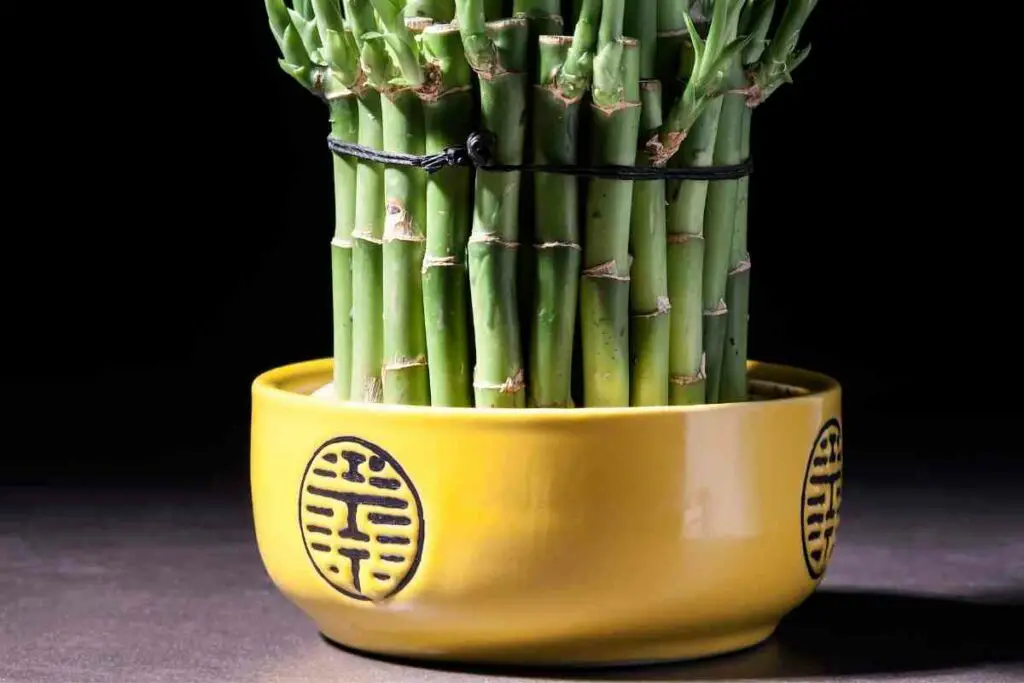 The significance of the Lucky Bamboo