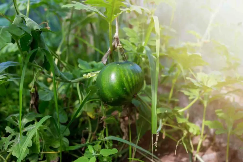 Growing small watermelon hydroponically