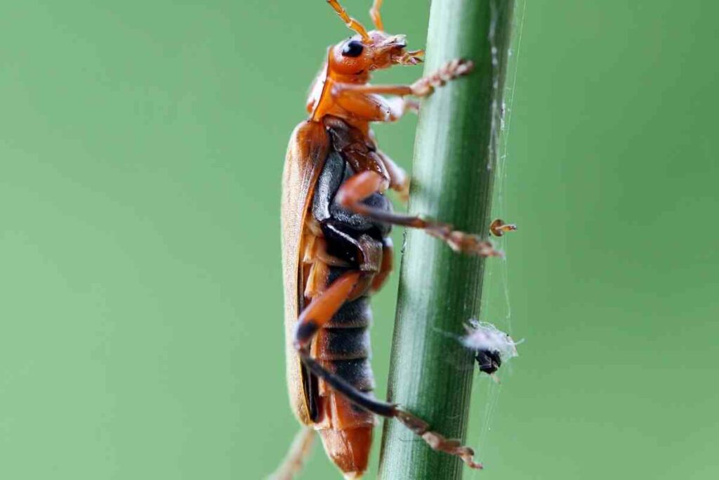 The Life of the Soldier Beetle