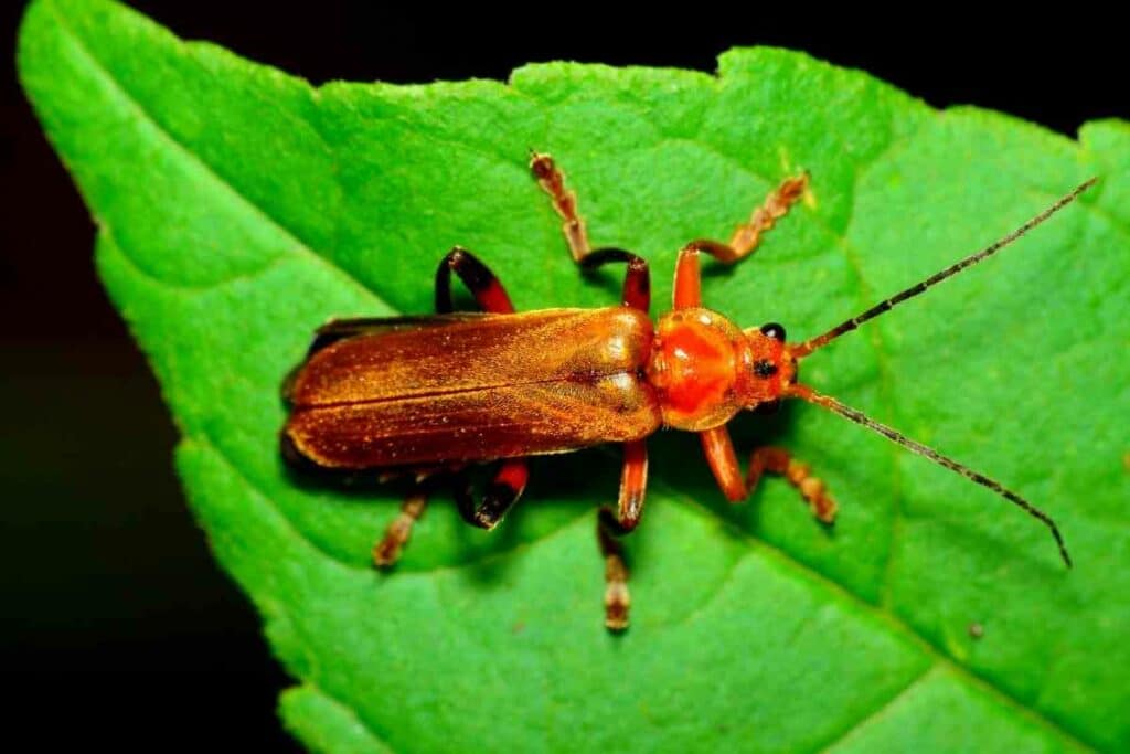 Soldier beetles eating habits