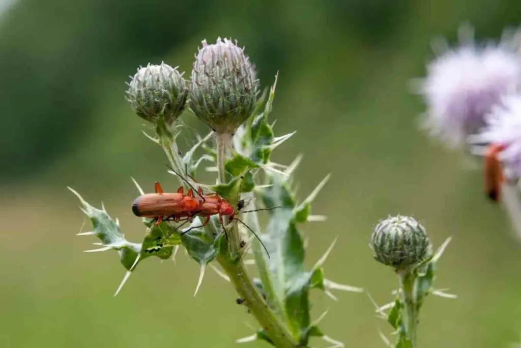 Why Soldier Beetles Are So Good for the Garden