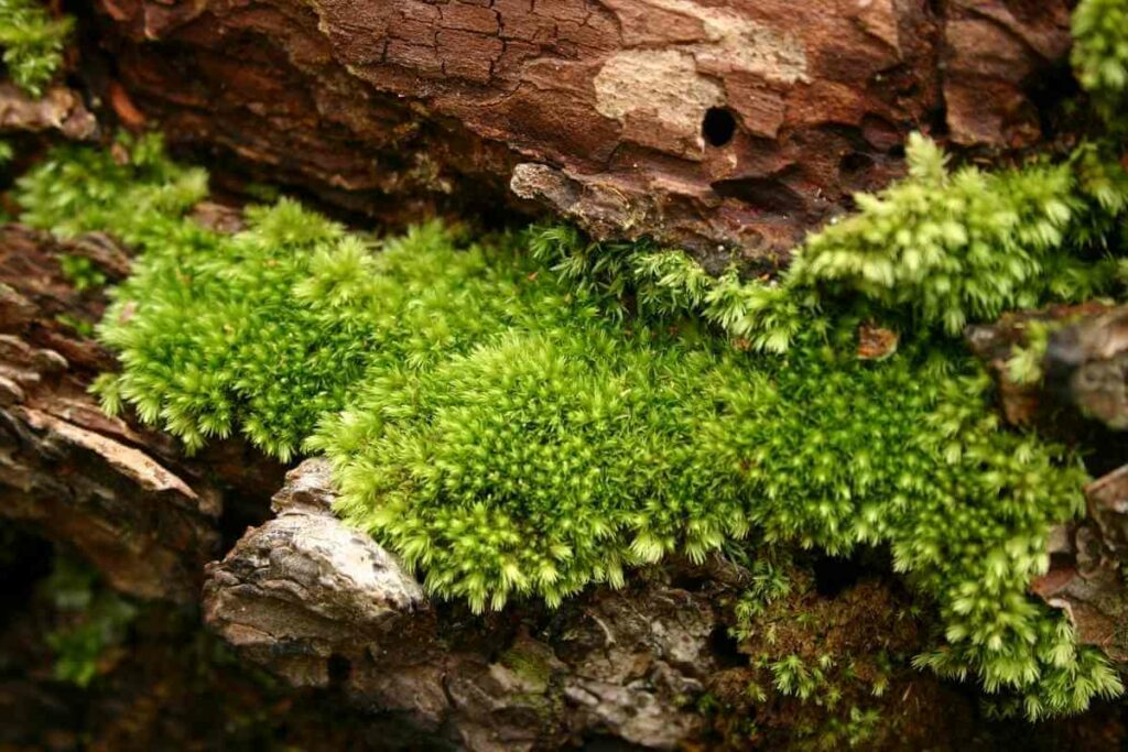 Sphagnum moss in the woods