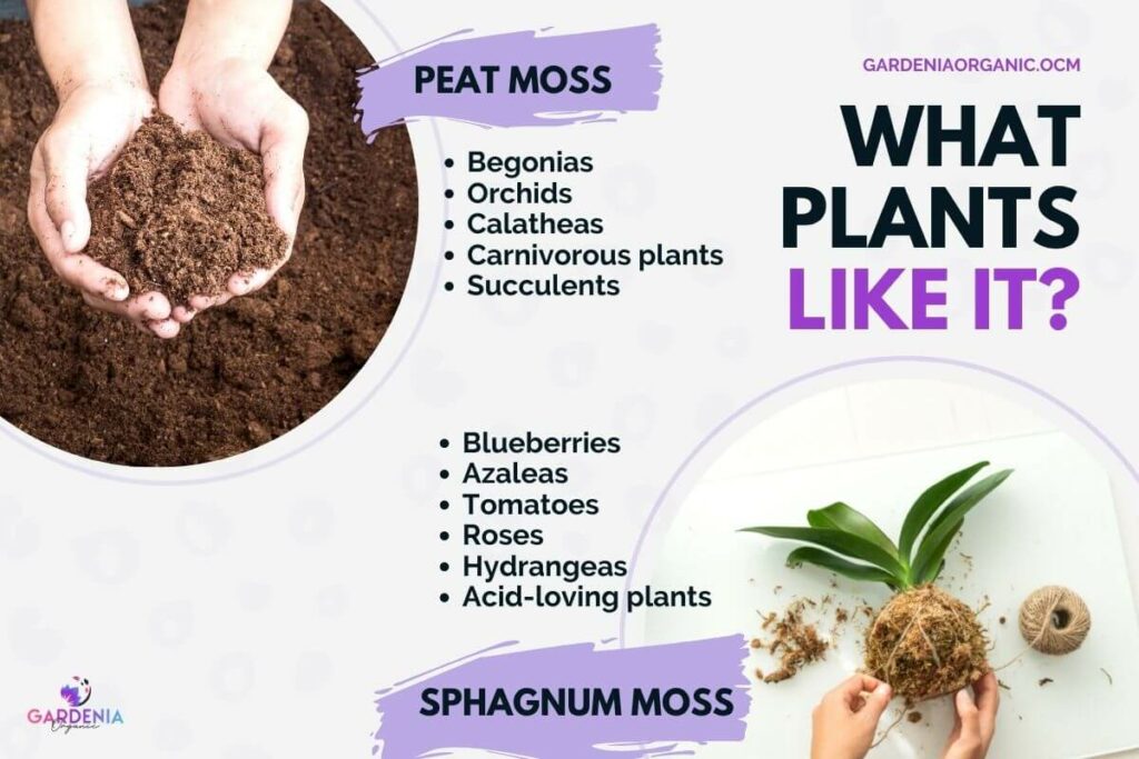 Sphagnum Moss vs Peat Moss plants