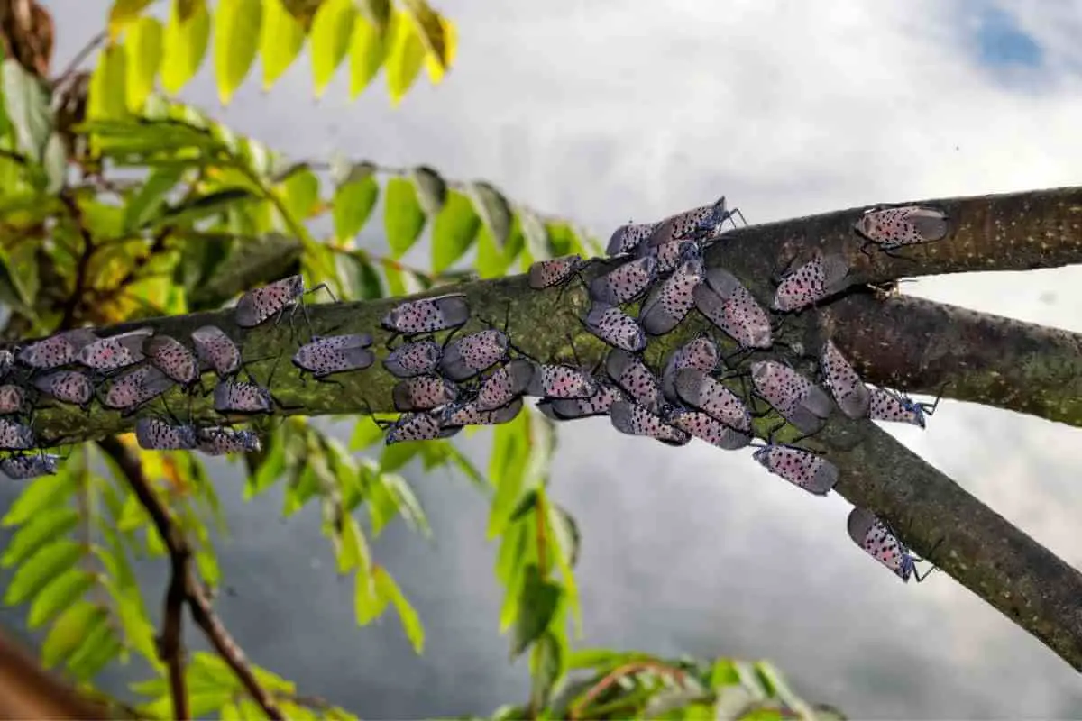 How To Spot And Treat Spotted Lanternfly