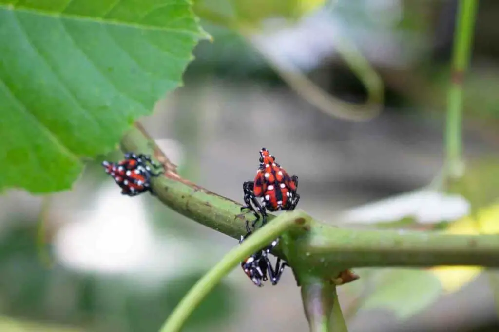 Are Spotted Lanternflies harmful