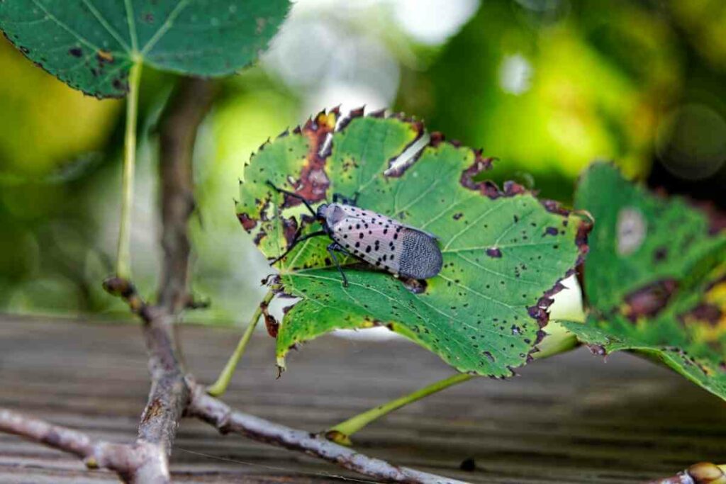 Treating Spotted Lanternfly