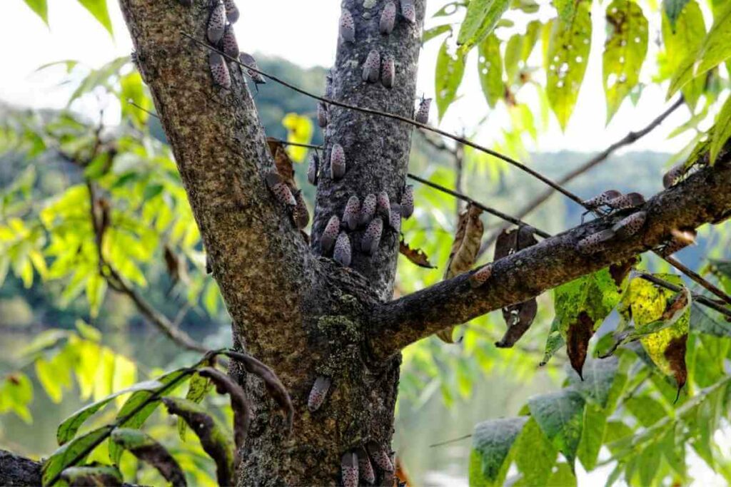 Why Are Spotted Lanternflies an Invasive Species?