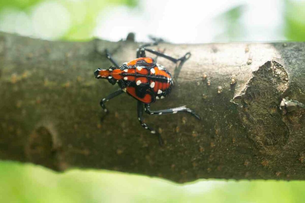 Are Spotted Lanternflies Harmful to Pets?