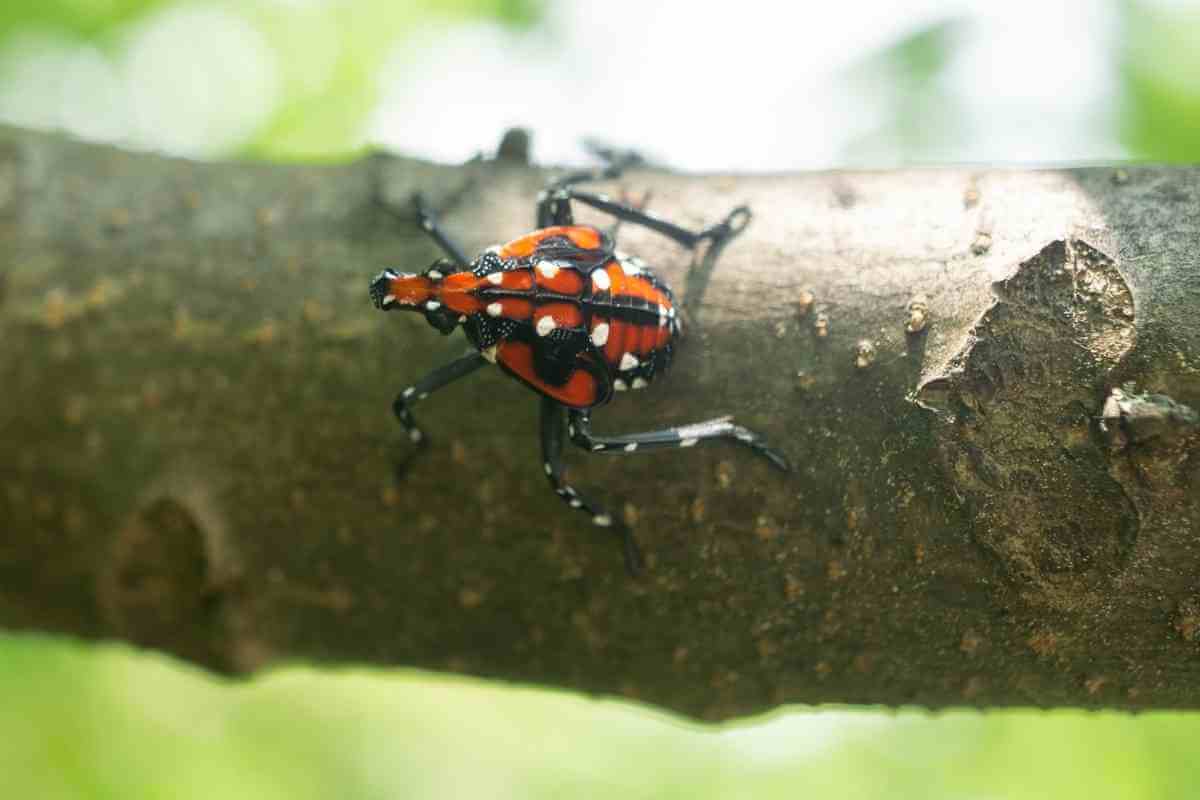 Are Spotted Lanternfly Dangerous? Gardenia Organic