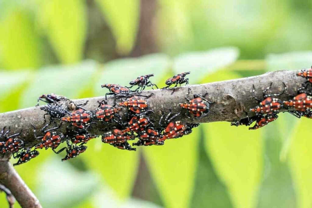 Spotted Lanternfly invasion problem