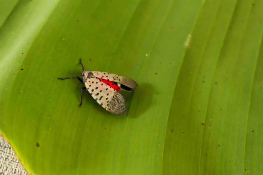 How Are Spotted Lanternflies Spreading?