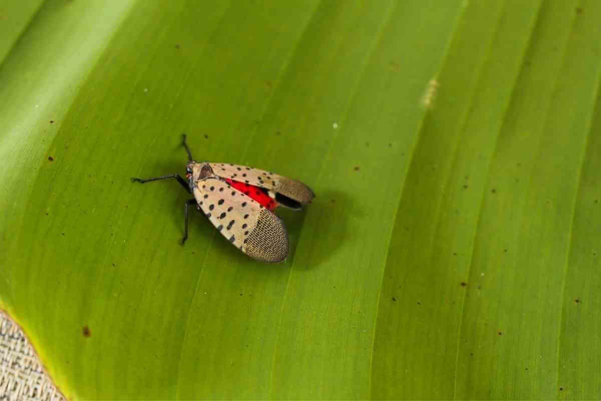 Are Spotted Lanternfly Dangerous? Gardenia Organic