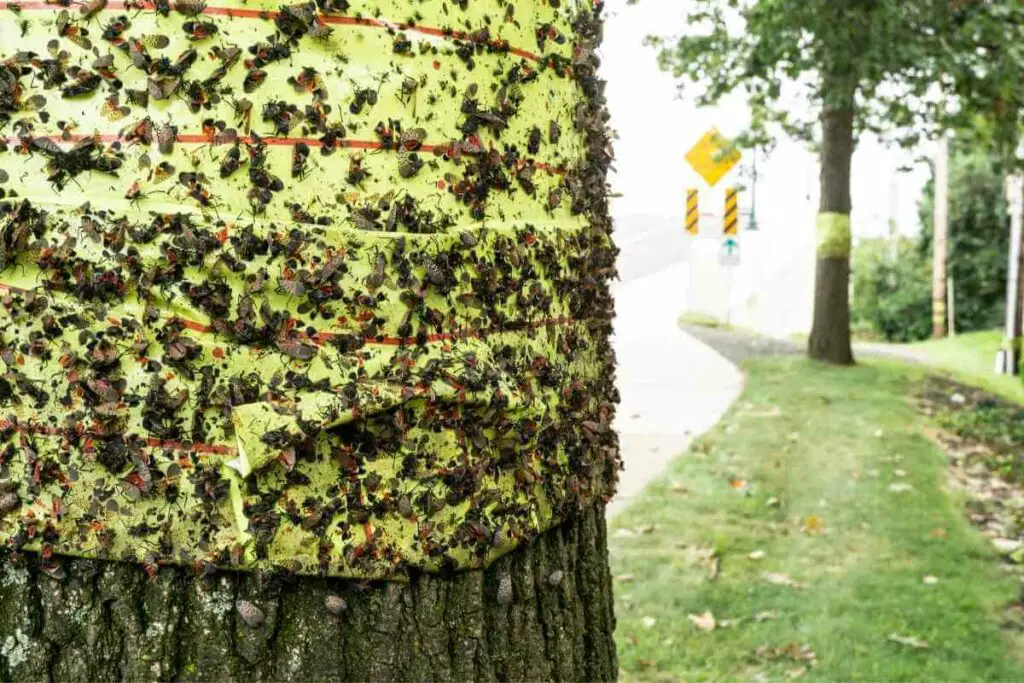 Spotted Lanternfly tree traps