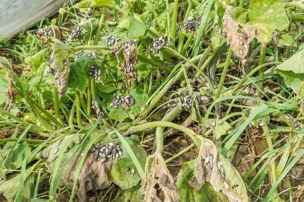 Squash plant bugs