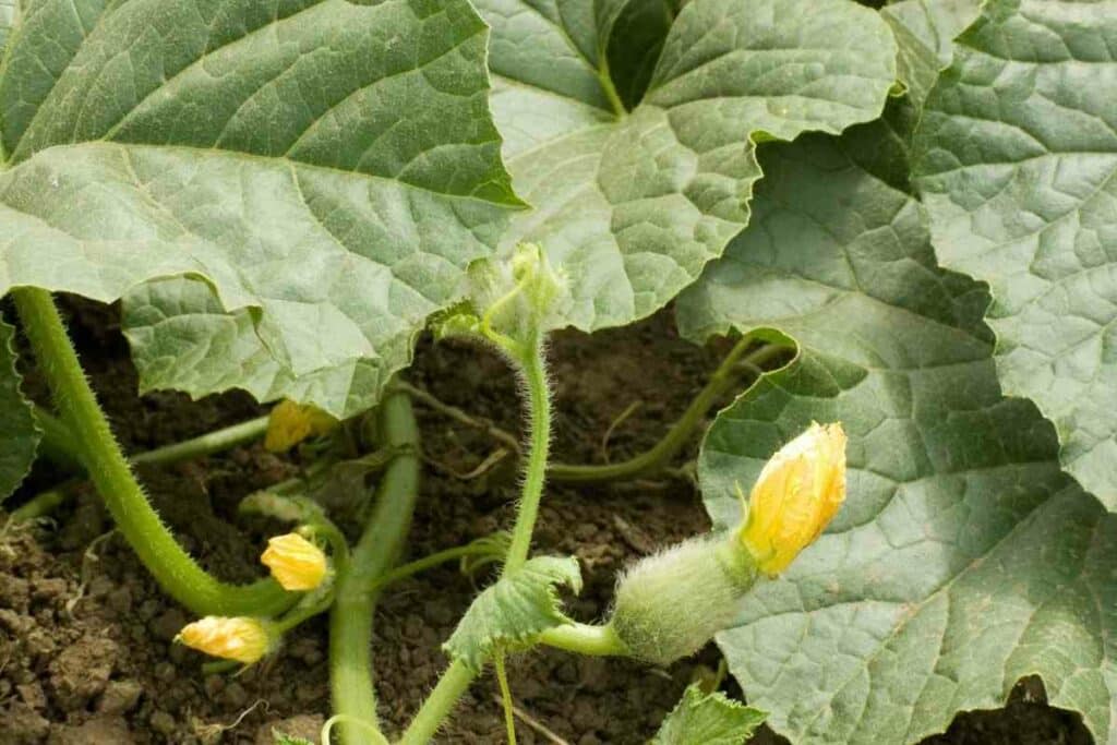 Recognize Squash leaves