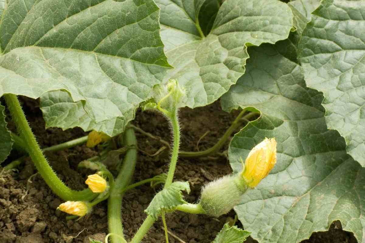 Identifying Squash Plants By Leaves Gardenia Organic