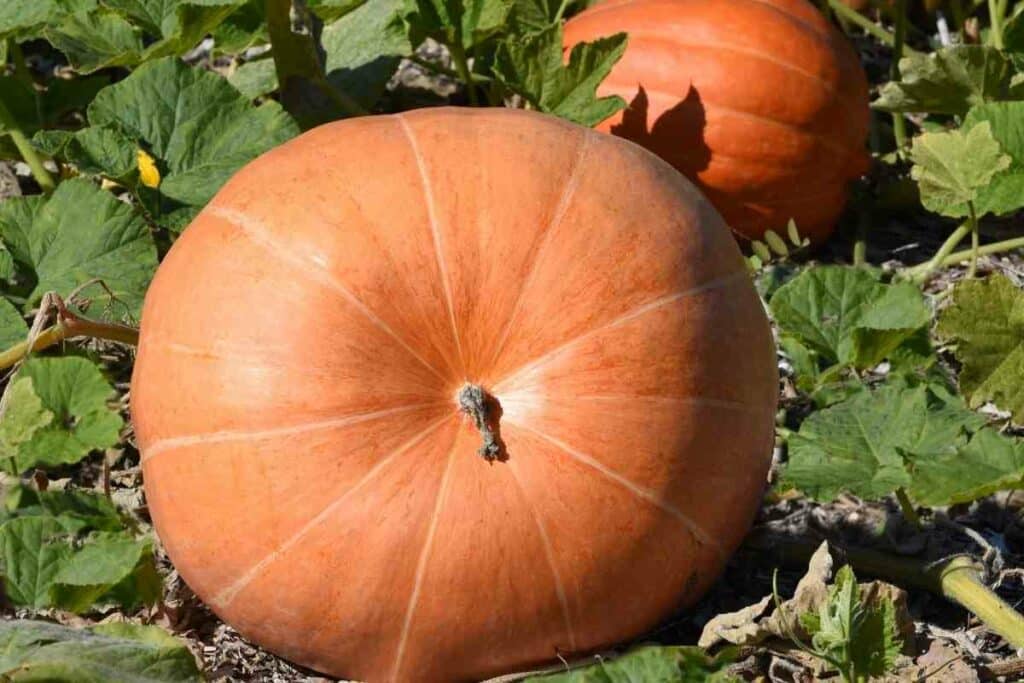 Squash plant Maxima Identifying