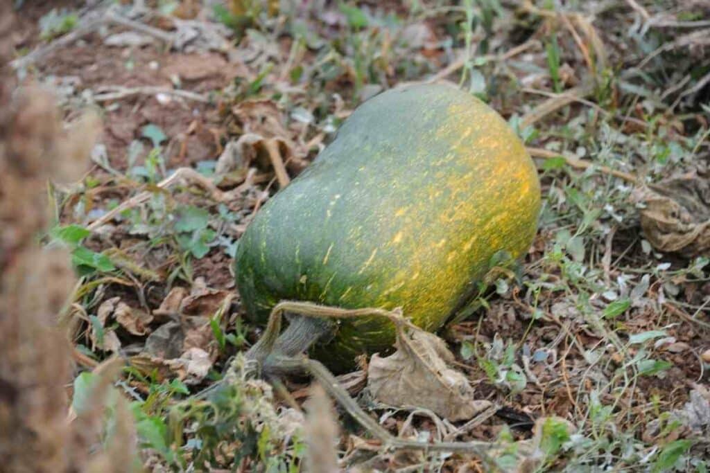 Squash plants in a garden