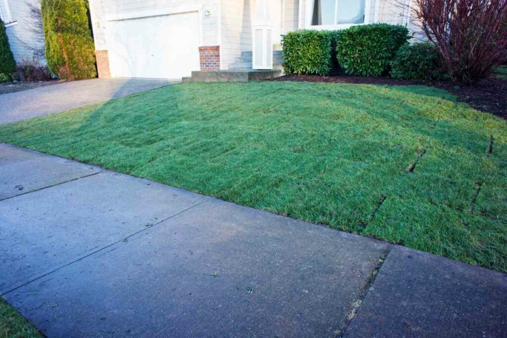 Starter fertilizer new sod step by step guide