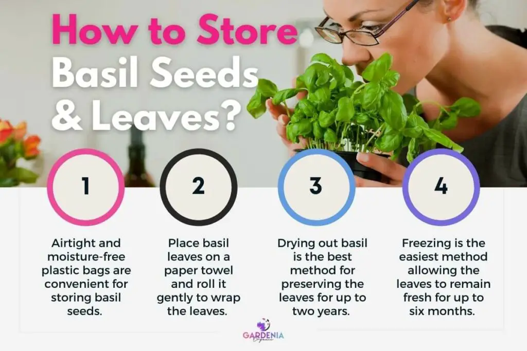How to Store Basil Seeds and Leaves