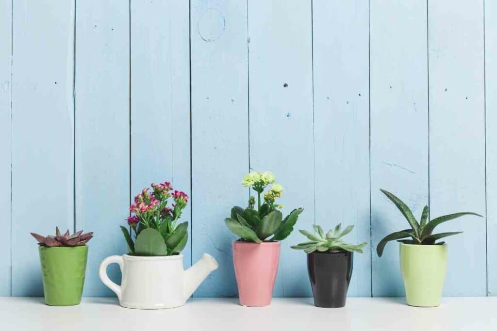 Colorful Succulents in pots