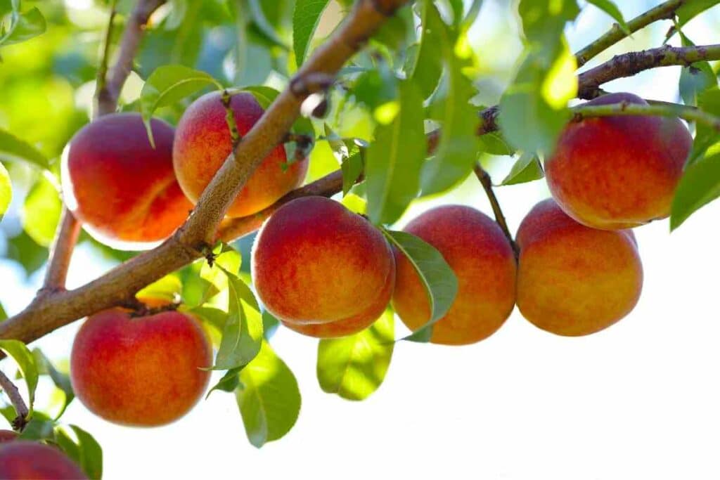 Sunlight peach tree needs