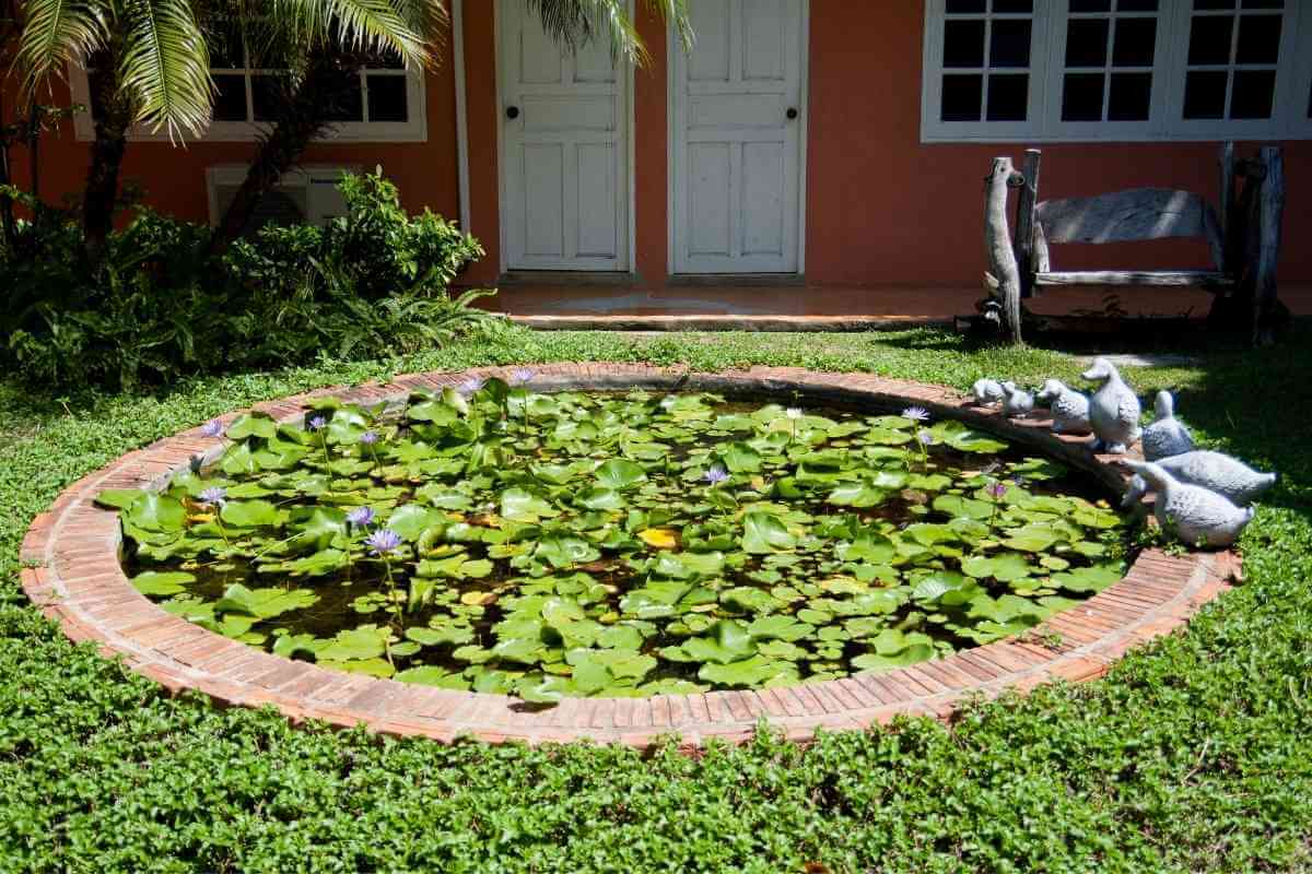 Top 7 Reasons Your Pond Plants Are Dying Gardenia Organic