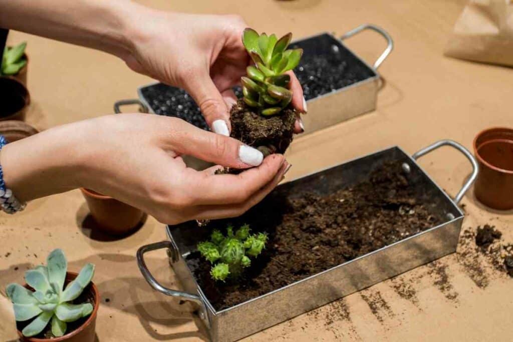 Plant for Zen terrarium garden