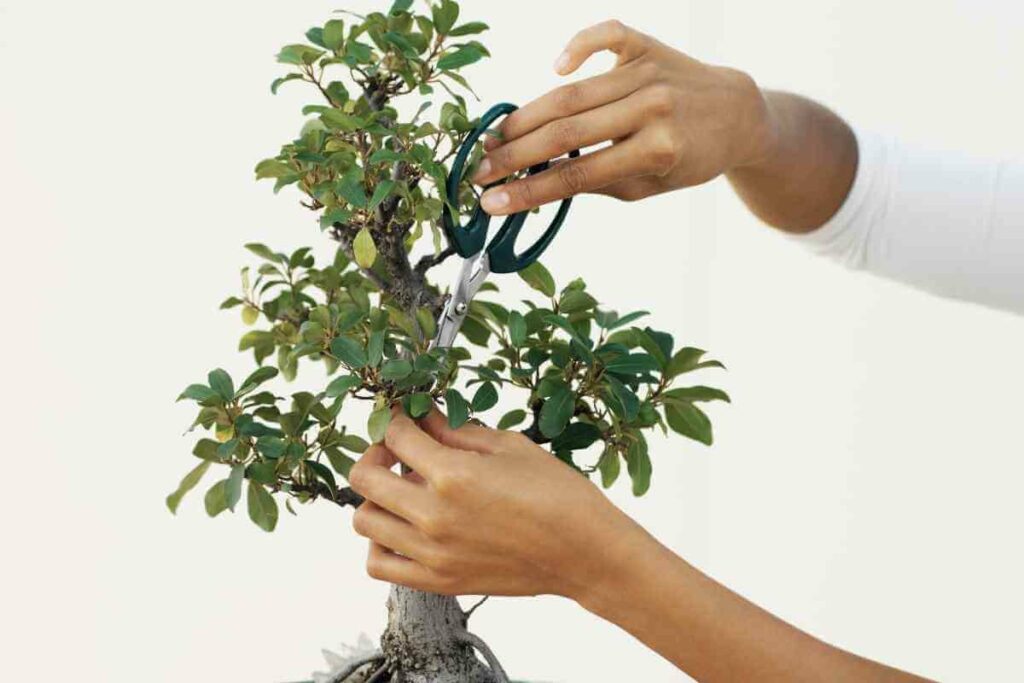 How To Thicken Bonsai Branches