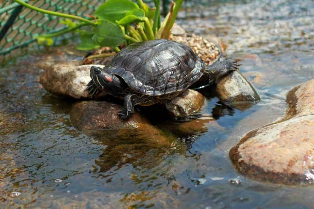 Turtle in a pond