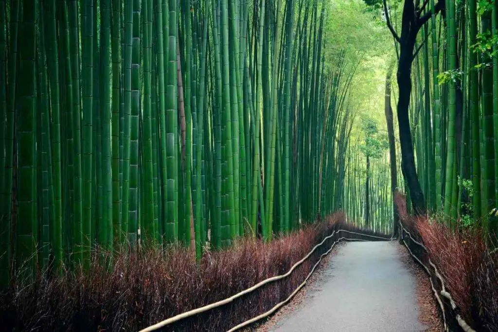 Japanese Bamboo types