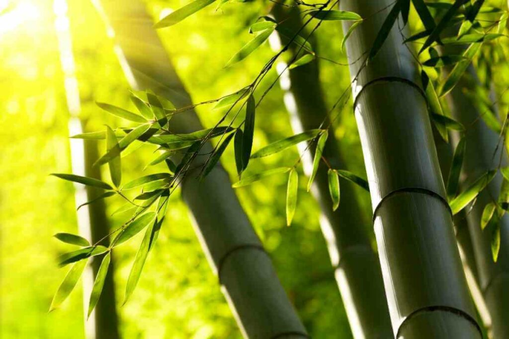 The Eight Types of Japanese Bamboo