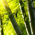 The Eight Types of Japanese Bamboo