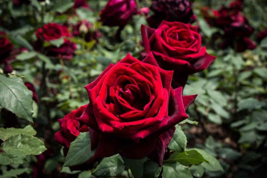 Dark red roses