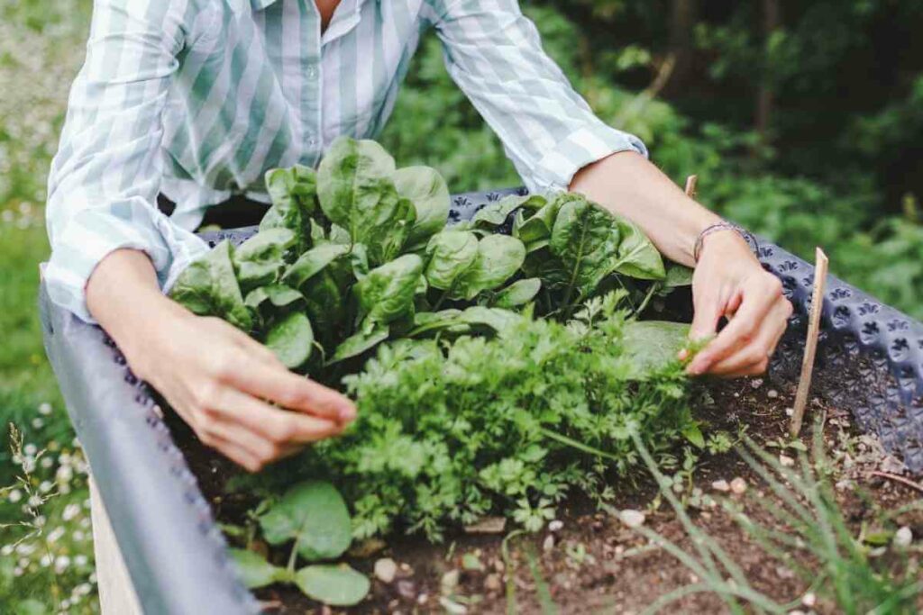 Why Should You Use a Raised Garden Bed