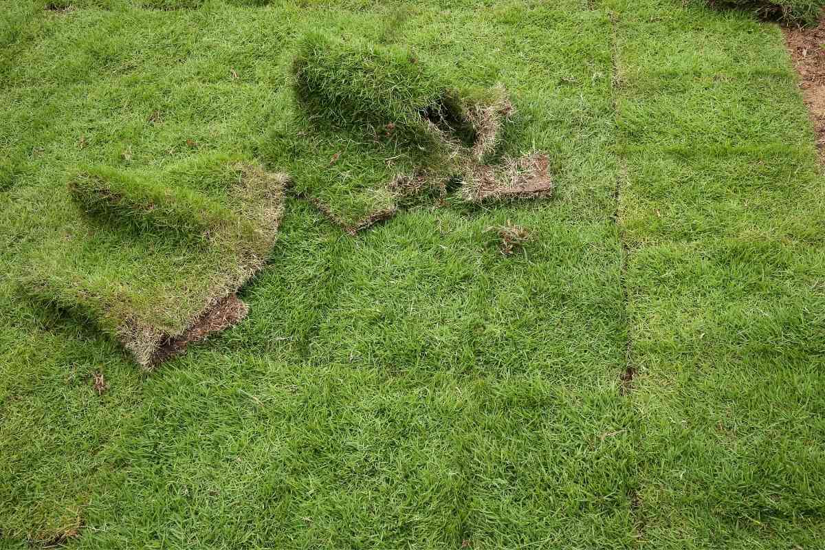 Can I Put Starter Fertilizer on New Sod? Gardenia Organic