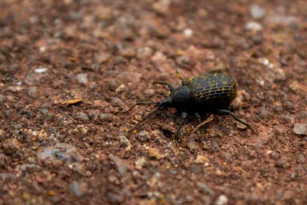 Vine Weevil bug in backyard