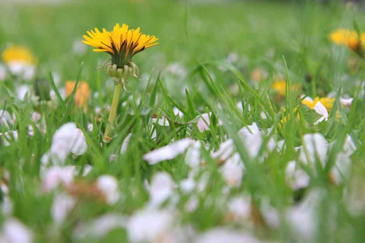How to Quickly Get Rid Of Dandelions Permanently? Gardenia Organic