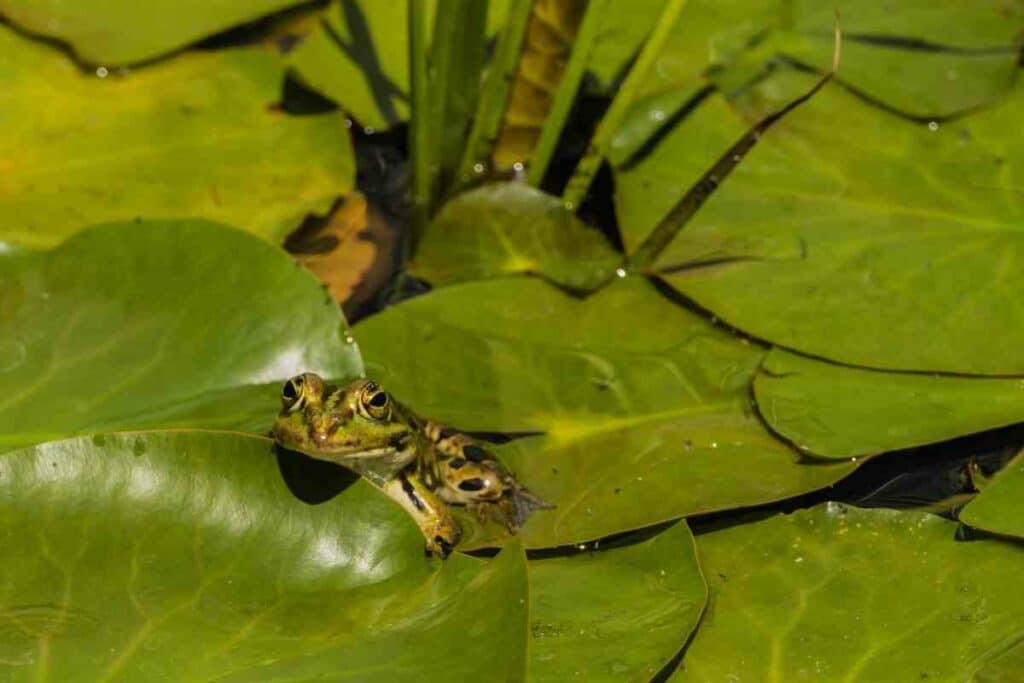 Small frog in a pond