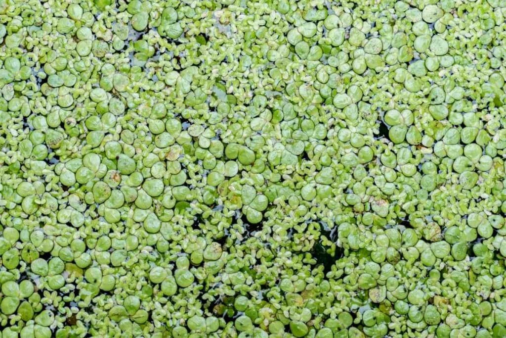 Water ferns in a pond