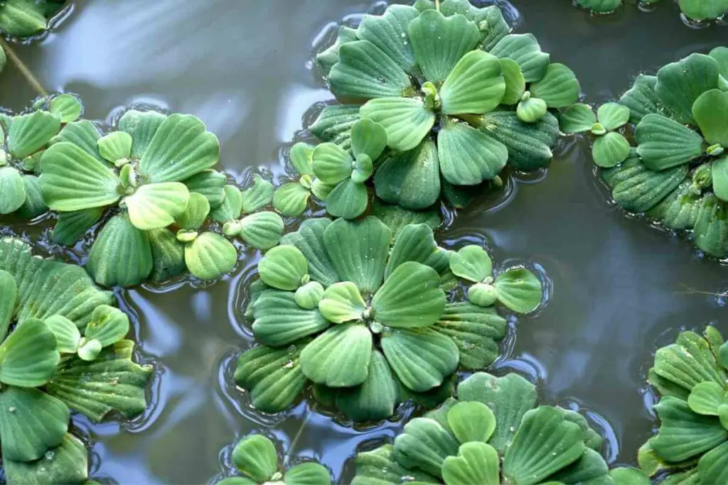 Water lettuce in a pond