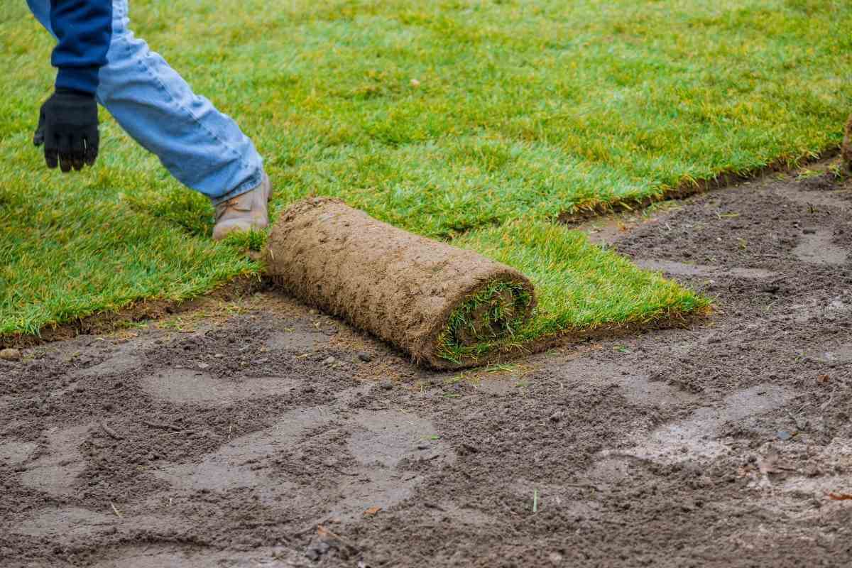 Can I Put Starter Fertilizer on New Sod? - Gardenia Organic