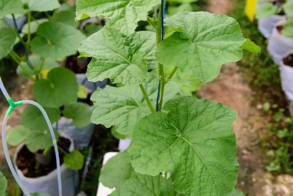 Growing Watermelon in hydroponics
