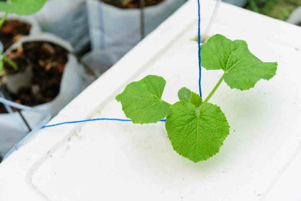 Watermelon small plant in hydroponics