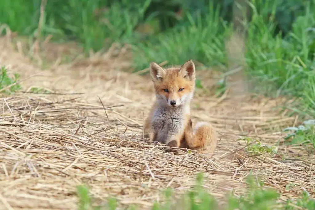 What Do Baby Foxes Eat (Should You Leave Food