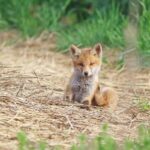 What Do Baby Foxes Eat (Should You Leave Food