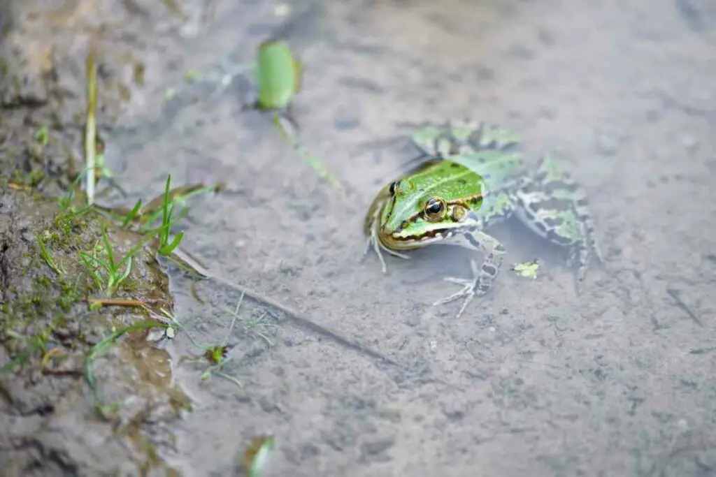 Adult pond frog