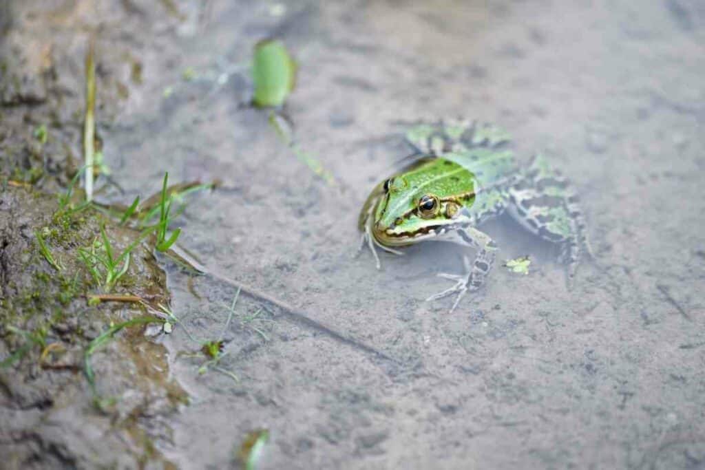 Adult pond frog